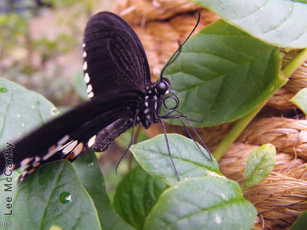 Butterfly Chester Zoo 31st October 2010