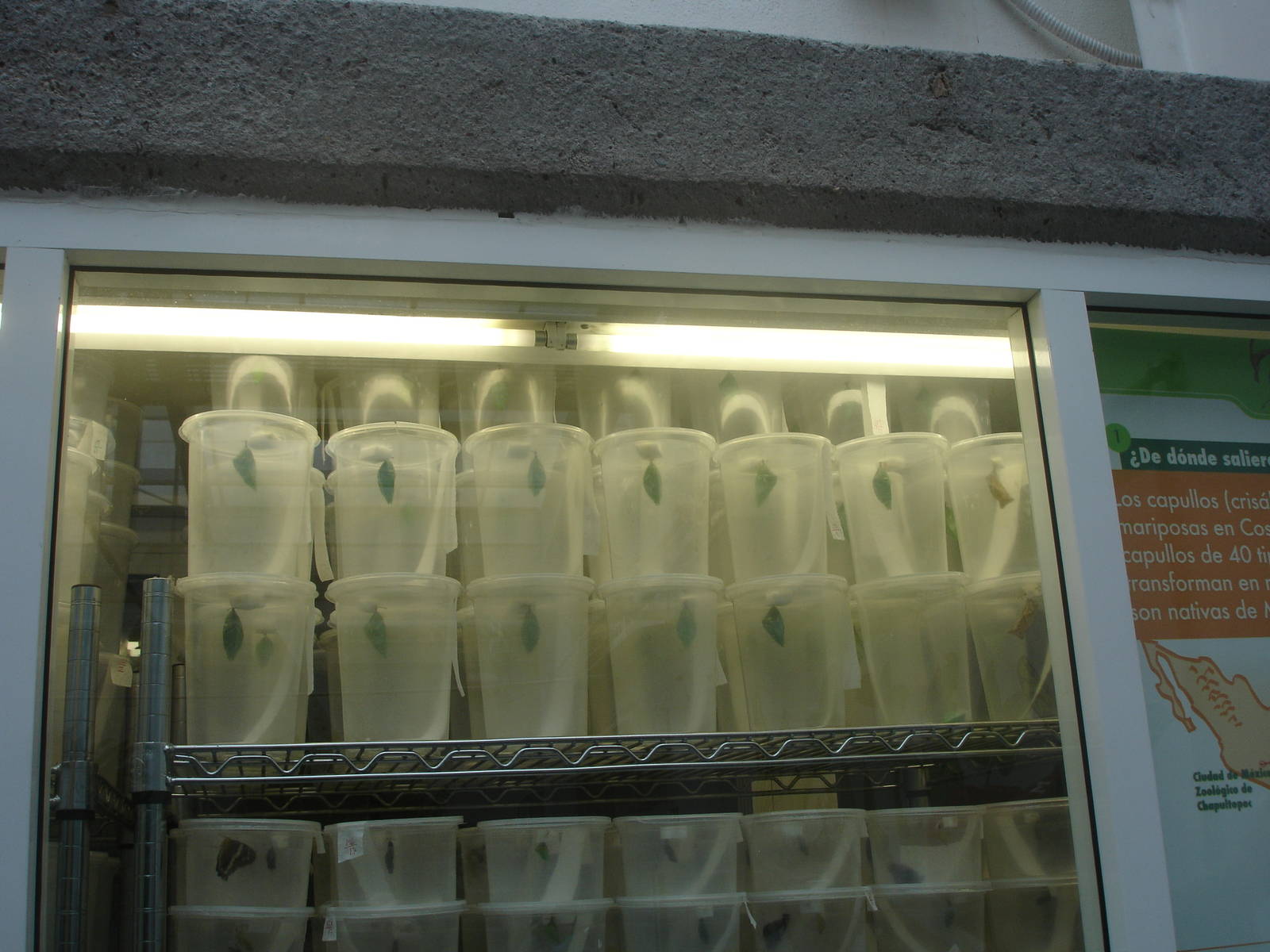 Butterfly Chrysalides