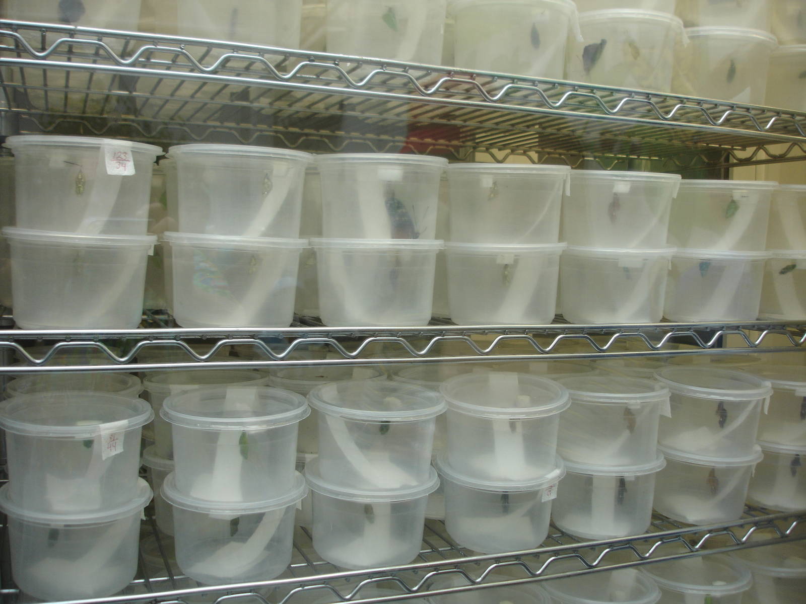 Butterfly Chrysalides