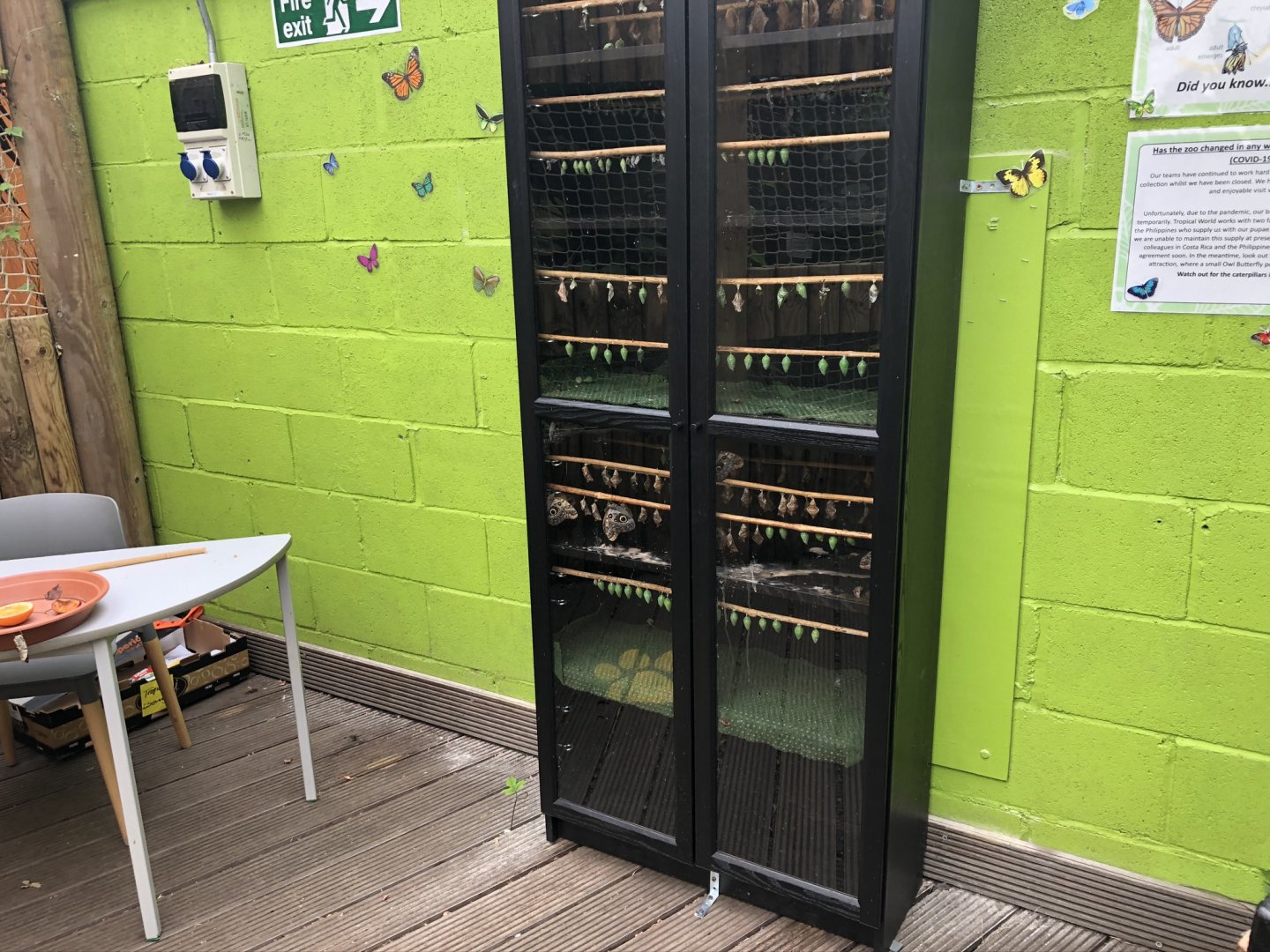 Butterfly Chrysalis House at Tropical World (July 2020)