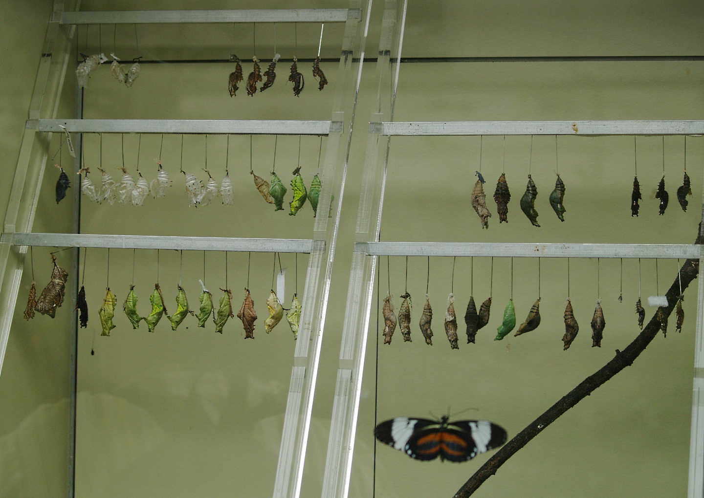 Butterfly chrysalises, 2006-07-08
