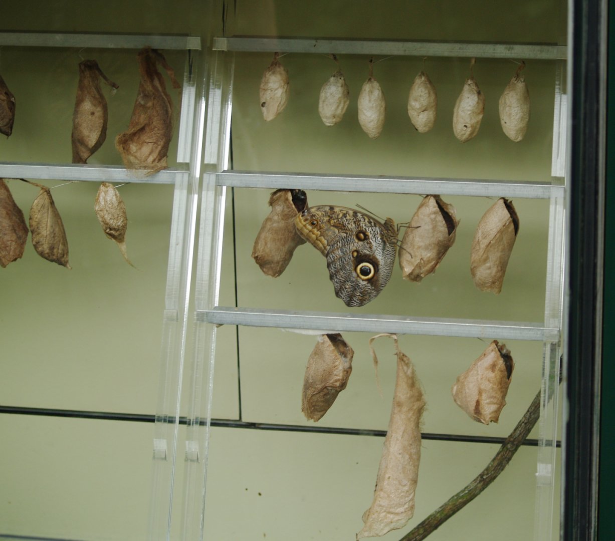 Butterfly chrysalises, 2006-07-08