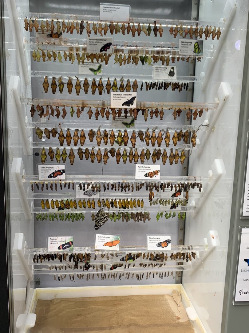 Butterfly chrysalises - Osher rainforest