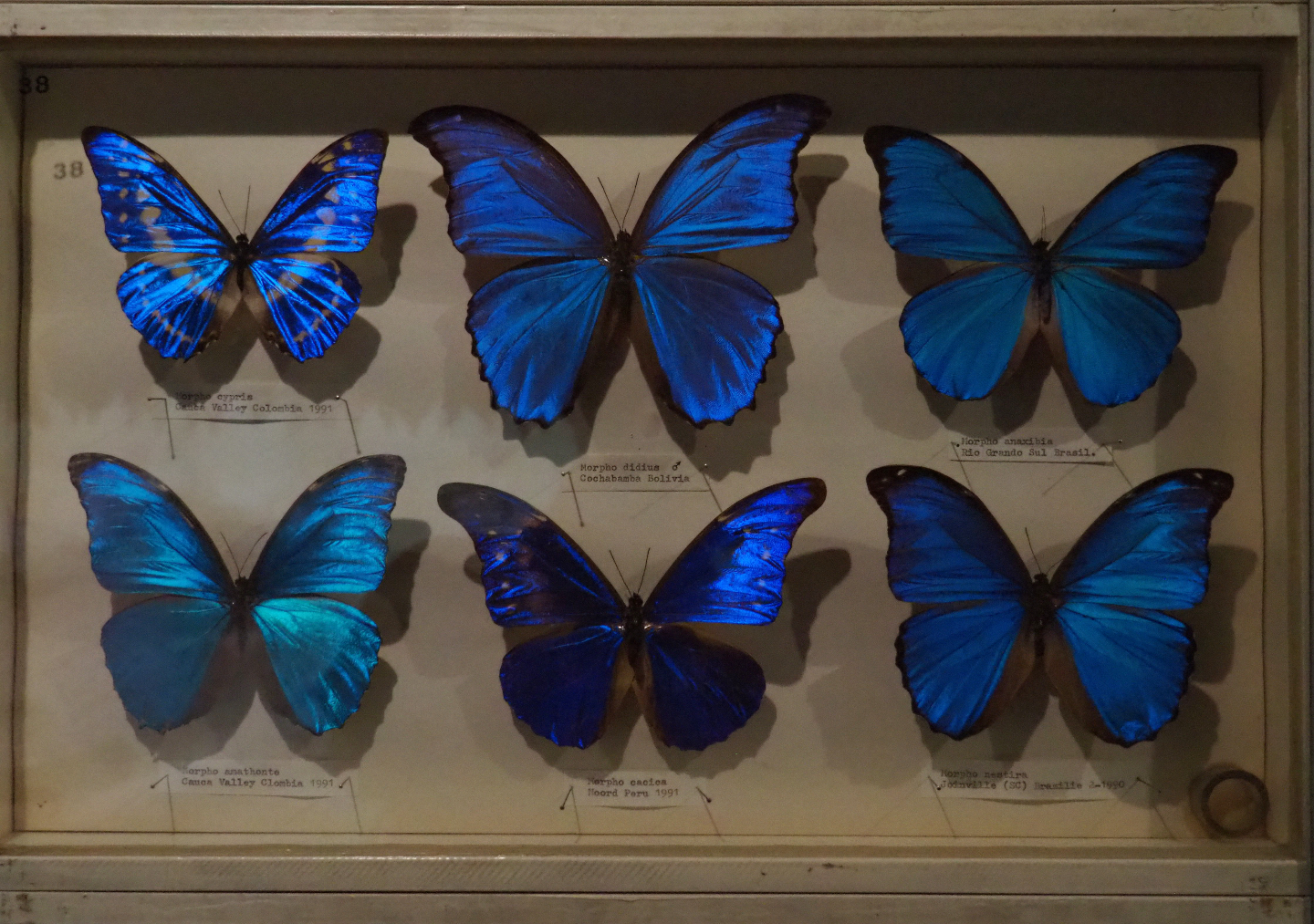 Butterfly collection - Case with iridescent blue Morpho specimens, 2019-08-04