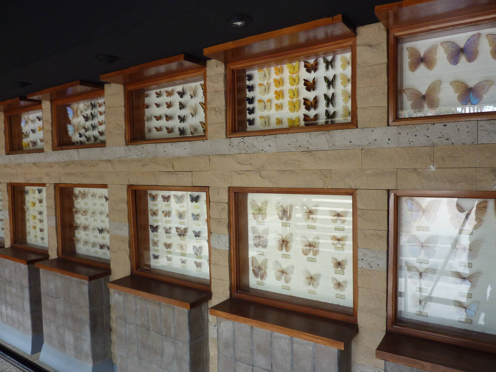 Butterfly collection