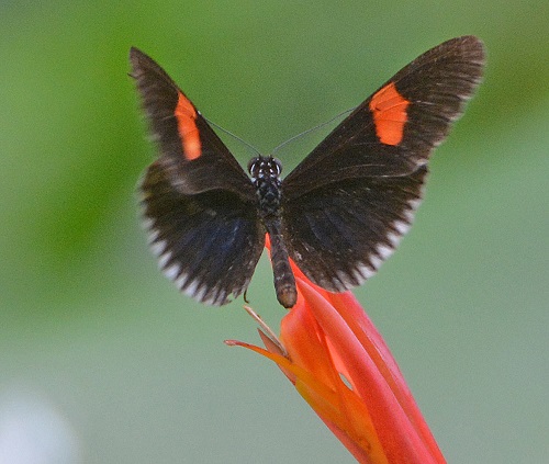 Butterfly -- Cook Islands