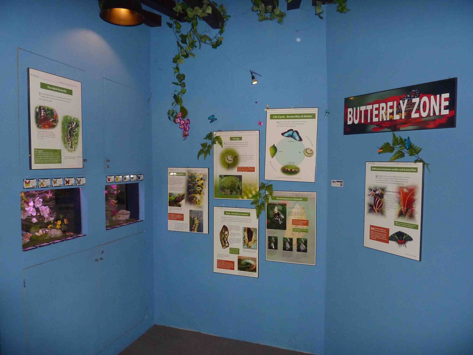 Butterfly corner, May 2013.