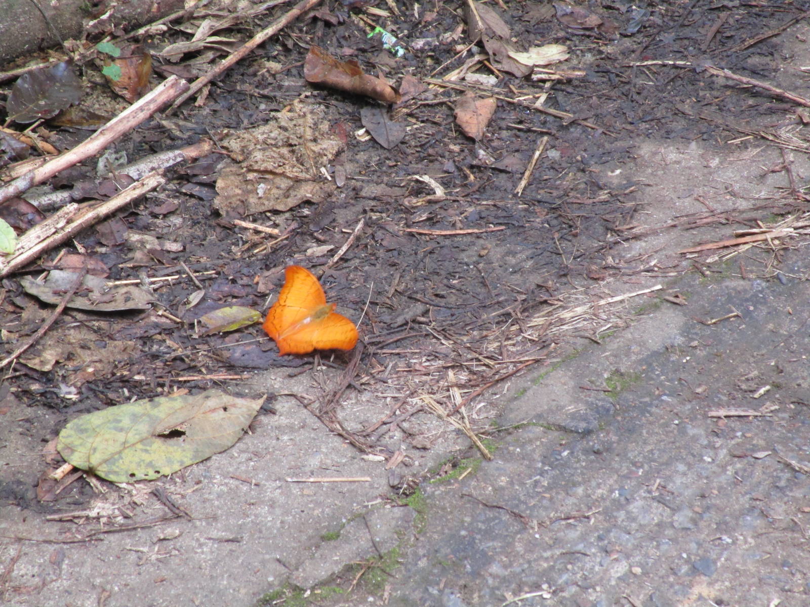 Butterfly - Cuc Phuong