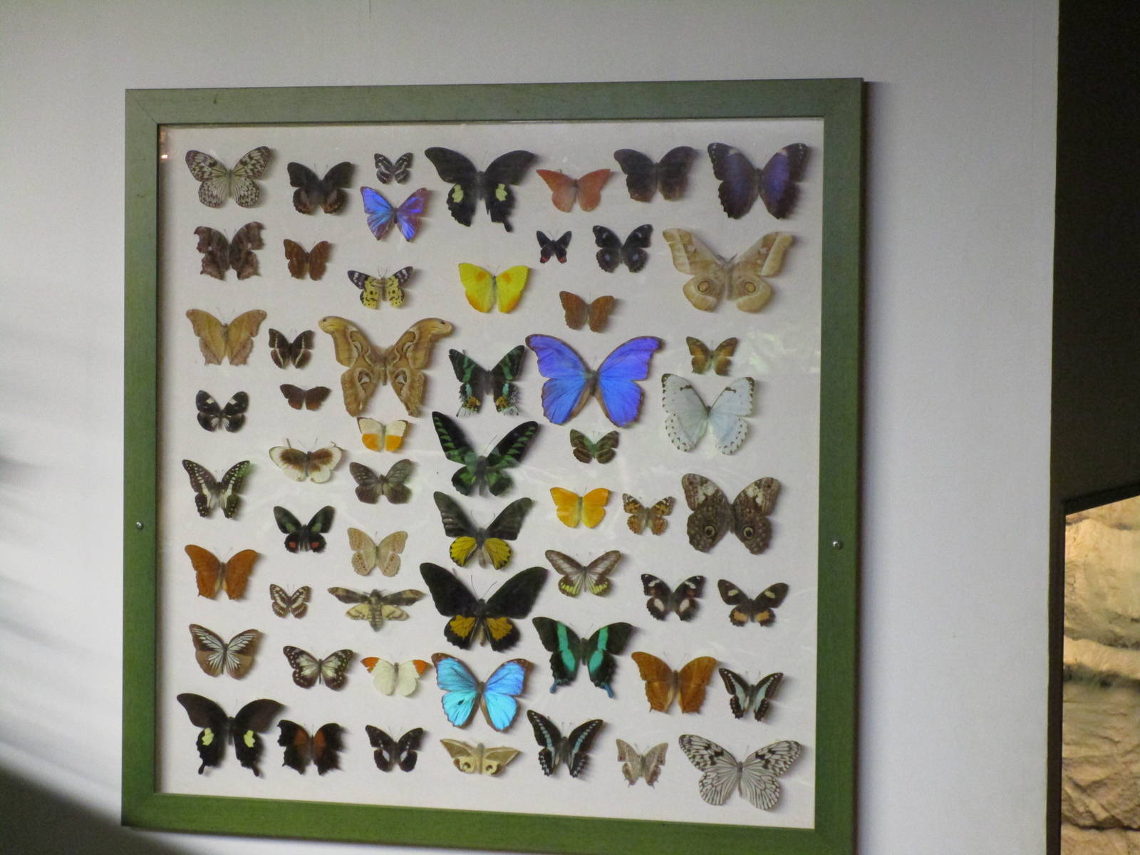 Butterfly Display