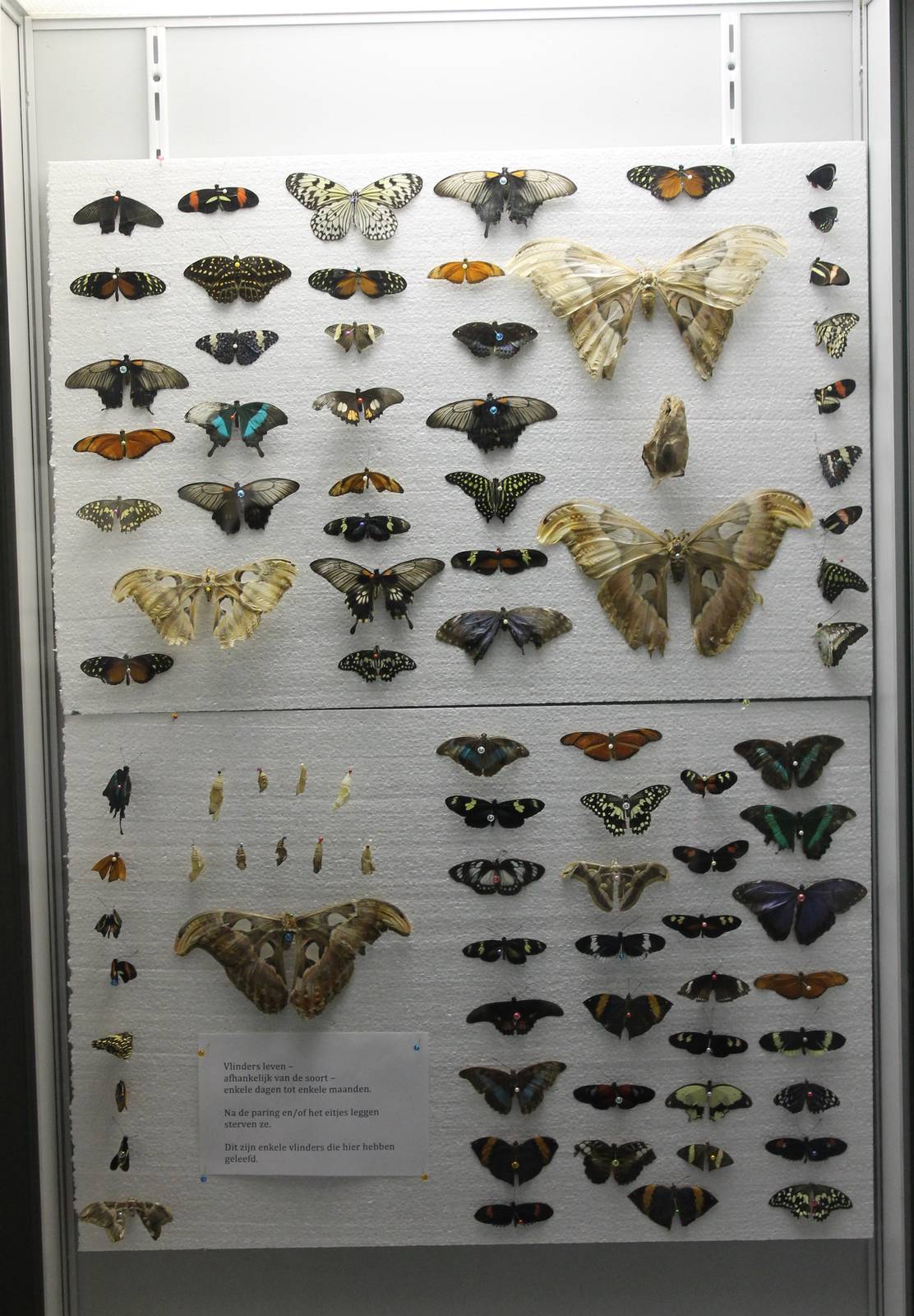 Butterfly display