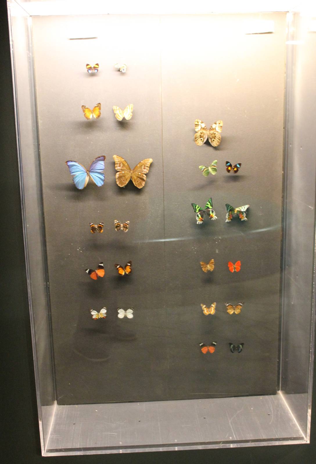 Butterfly display