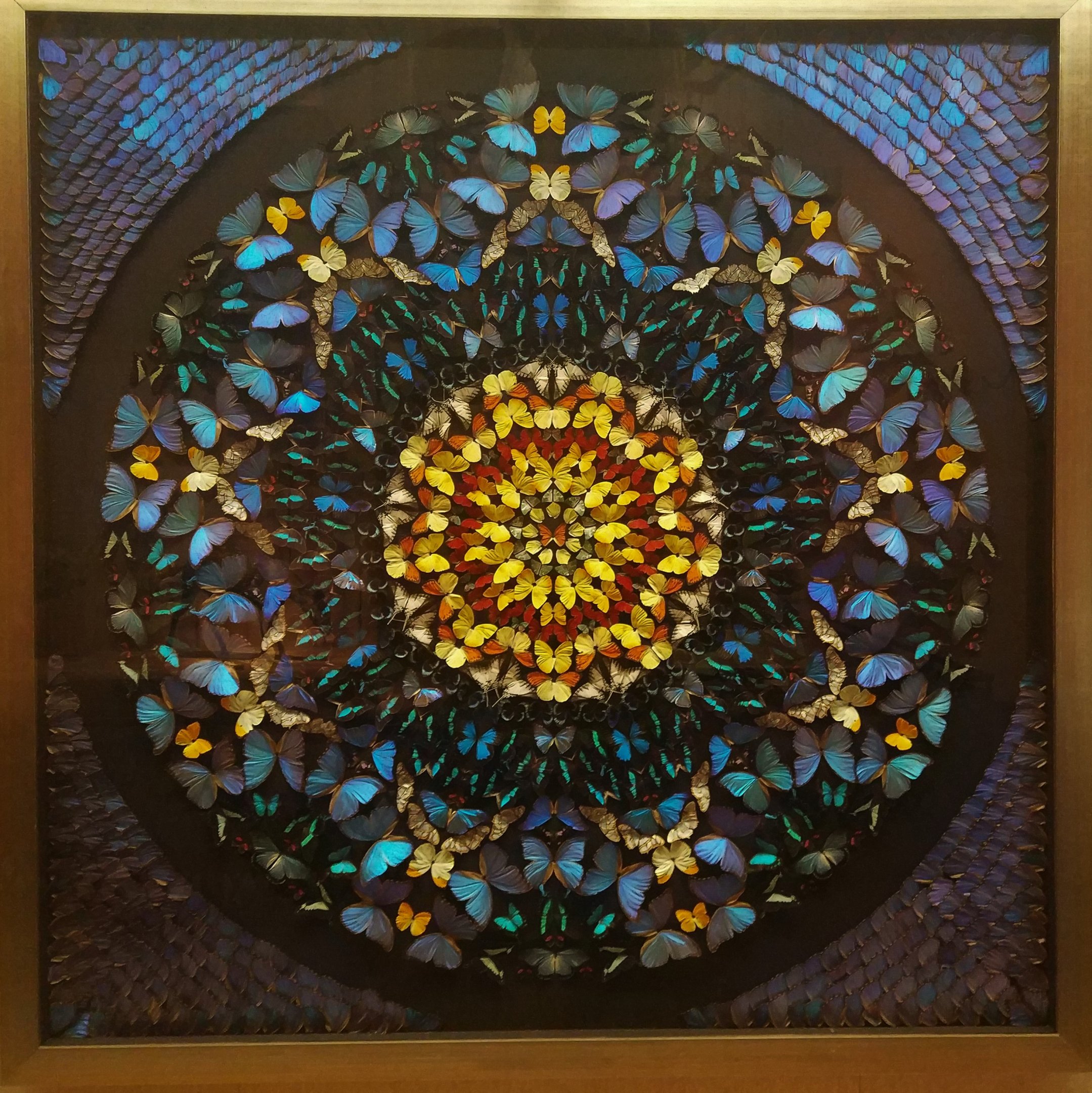 Butterfly Display