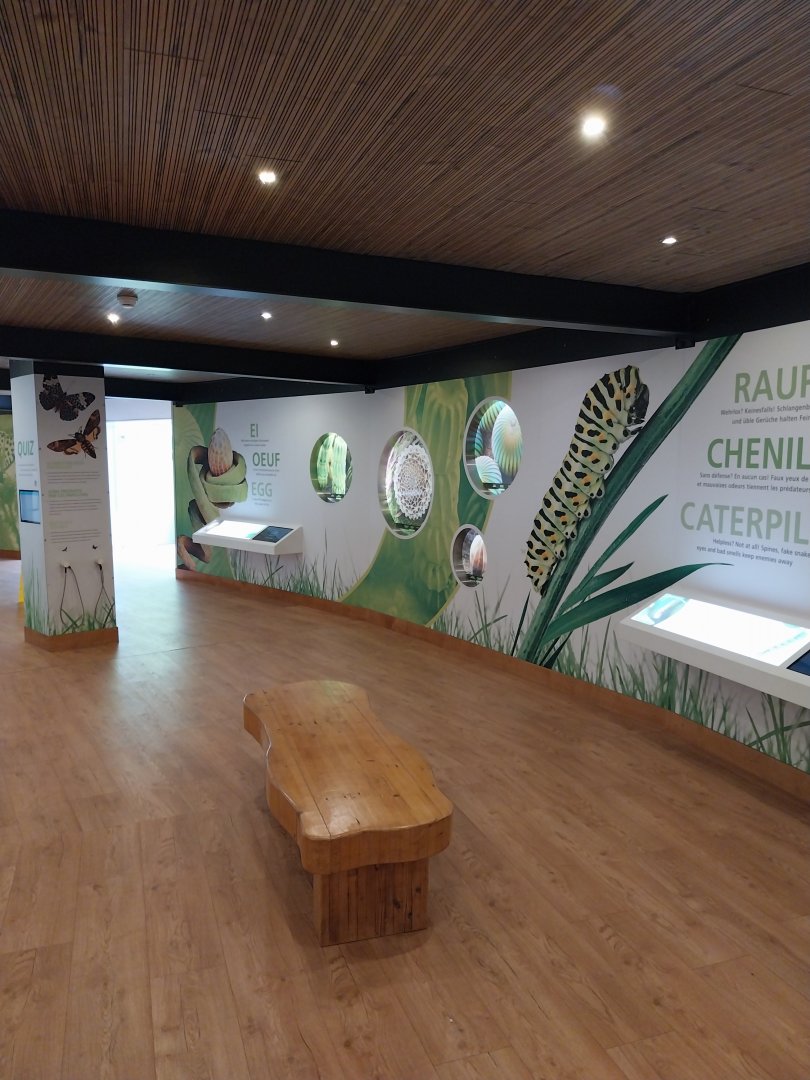 Butterfly dome - Butterfly information center