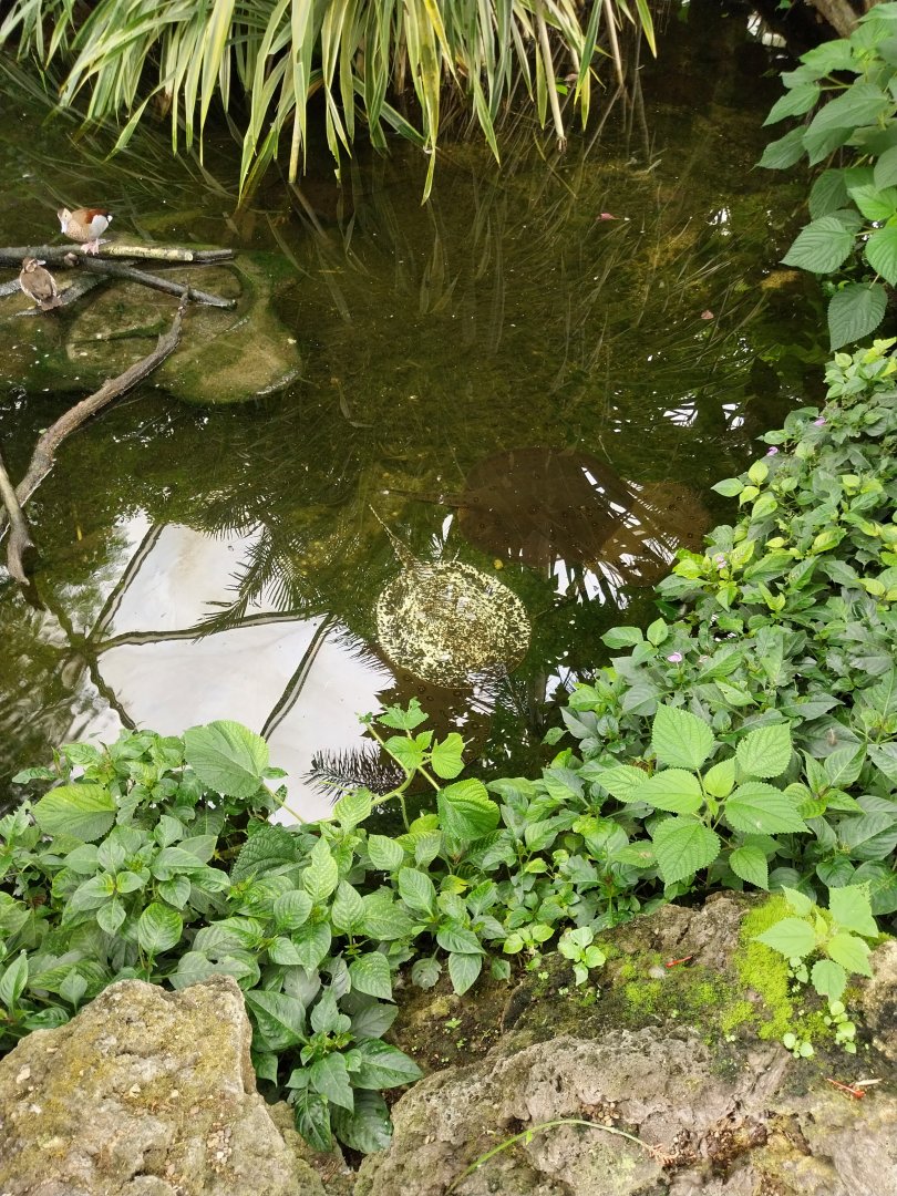 Butterfly dome - Hillaire's side-necked turtle (Phrynops hilarii) - Red-shouldered teal (Callonetta leucophrys)