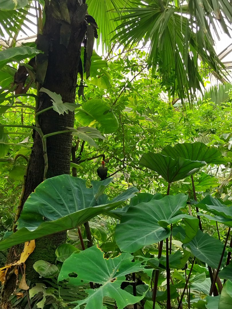 Butterfly dome - Red-crested turaco (Tauraco erythrolophus)