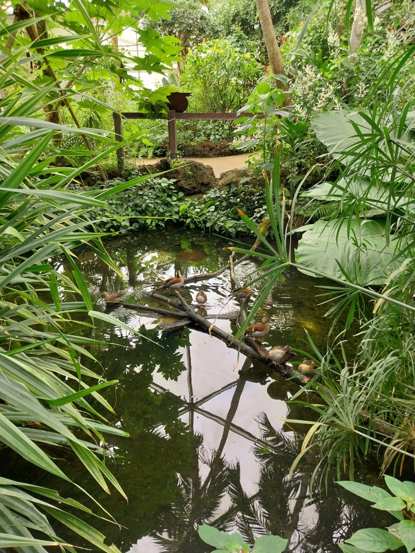 Butterfly dome - Red-shouldered teal (Callonetta leucophrys)