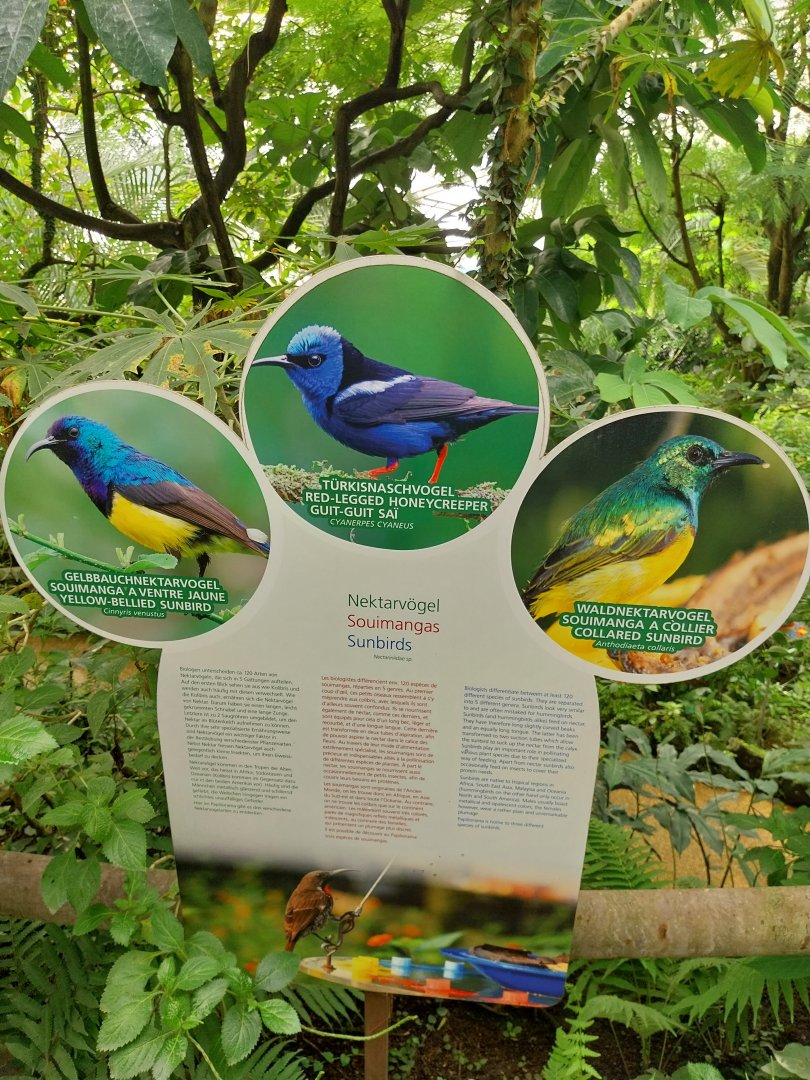 Butterfly dome - Species sign