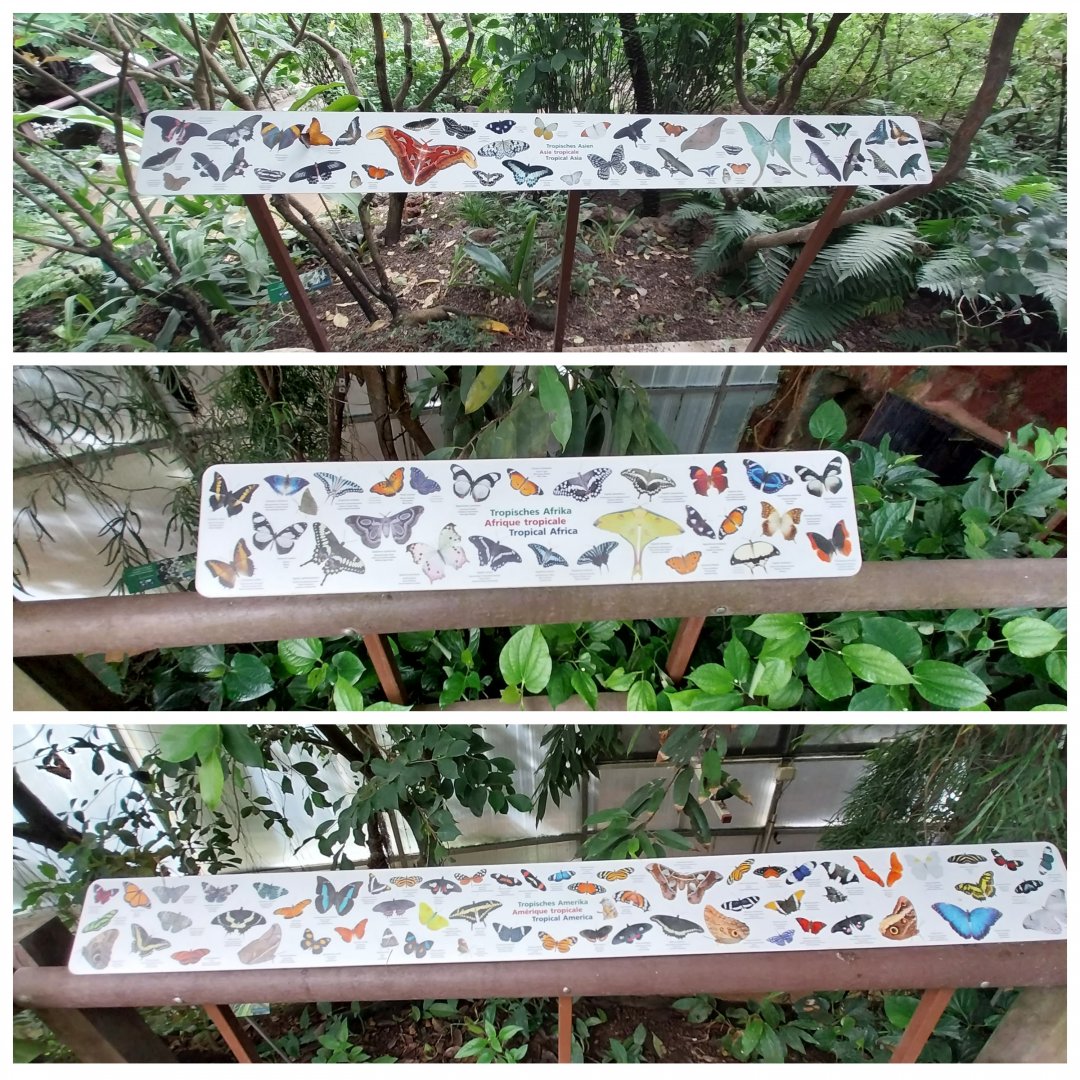 Butterfly dome - Species signs