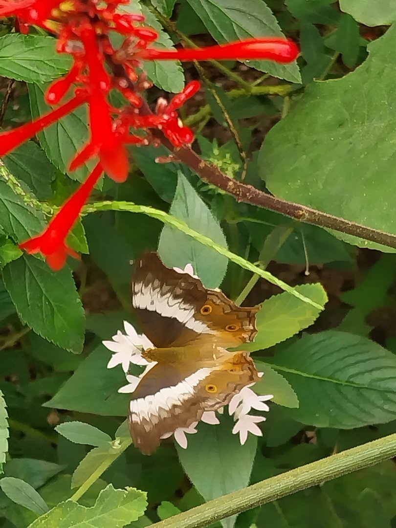 Butterfly dome - Unknown butterfly