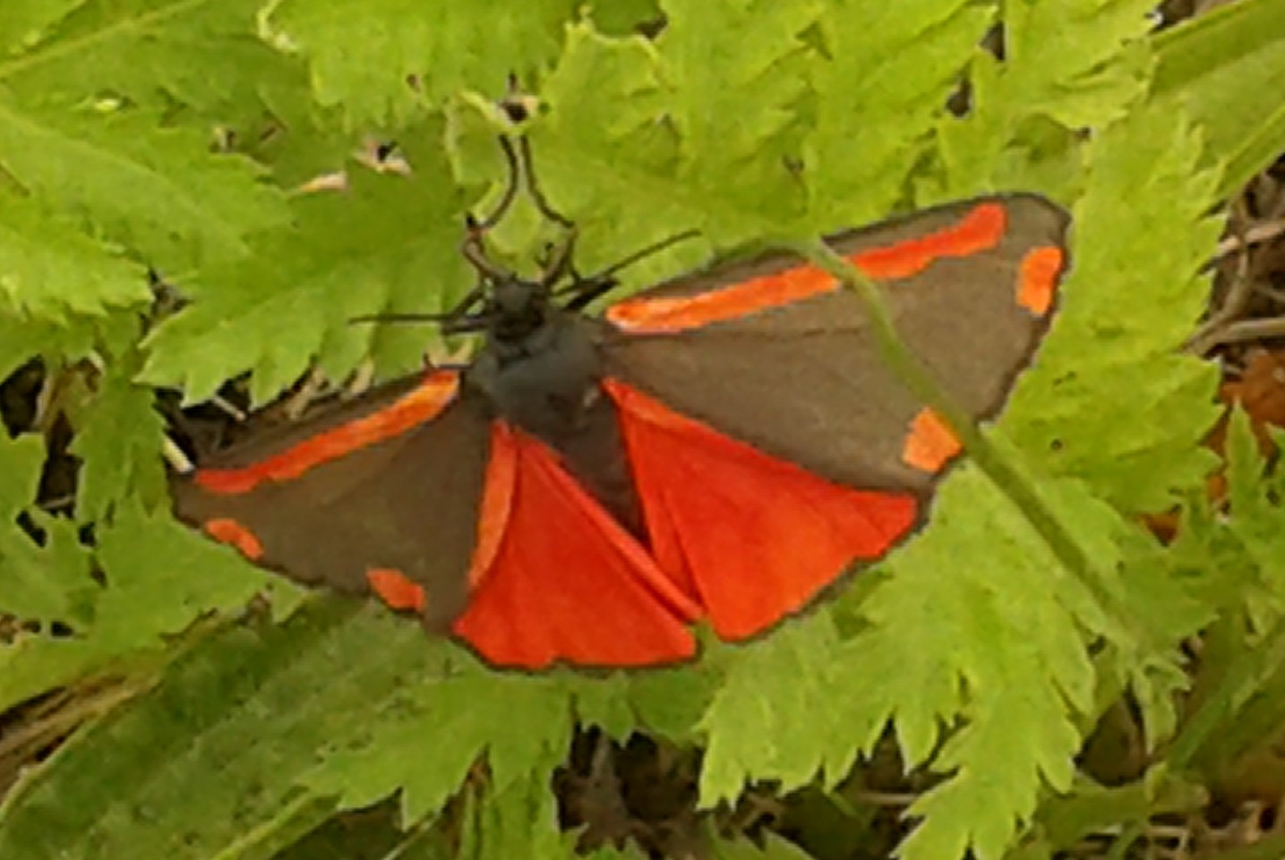 Butterfly - don't know the English name