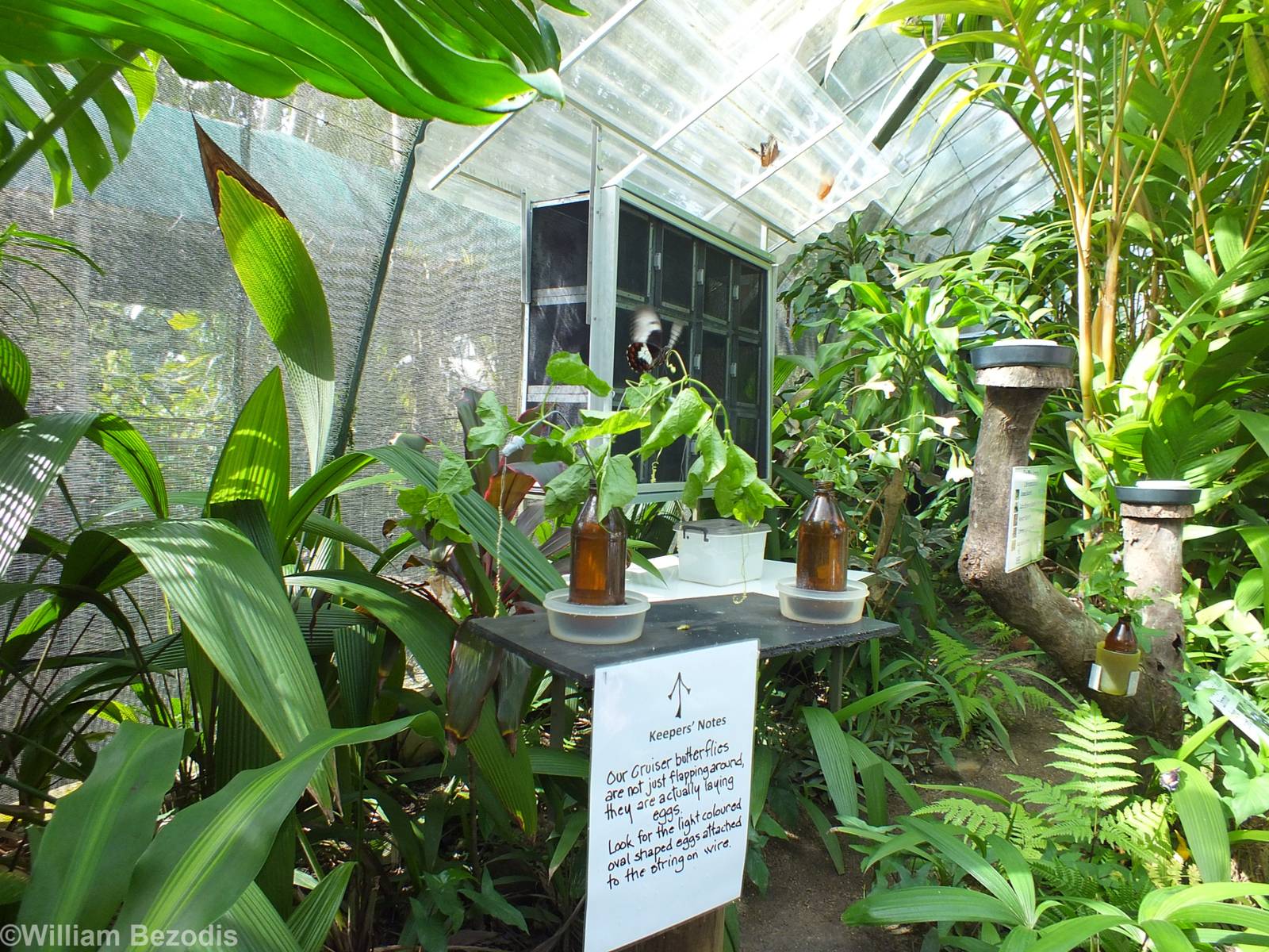 Butterfly Egg Laying Area