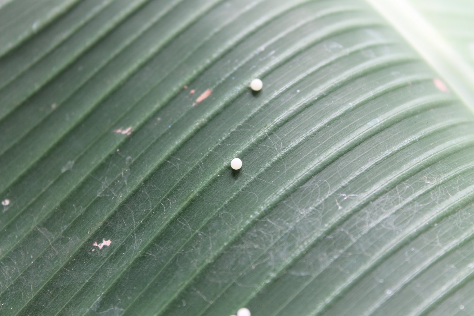 Butterfly-eggs