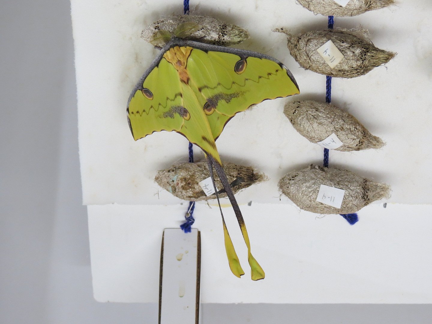 Butterfly Emergence Gallery - African Moon Moth