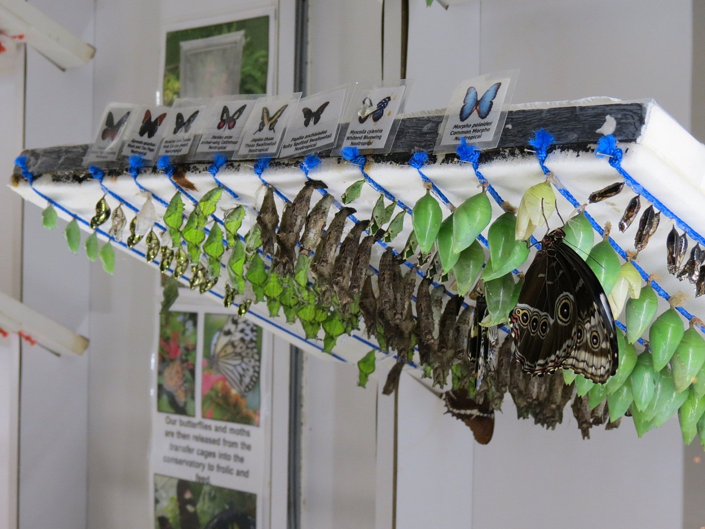 Butterfly Emergence Gallery