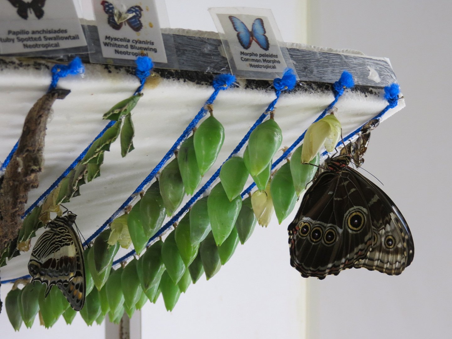 Butterfly Emergence Gallery