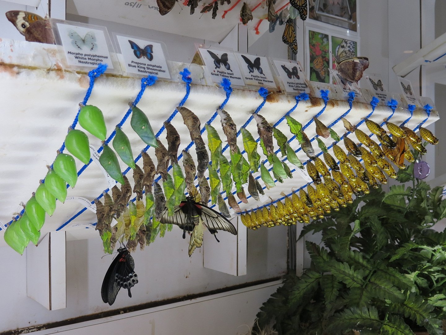 Butterfly Emergence Gallery