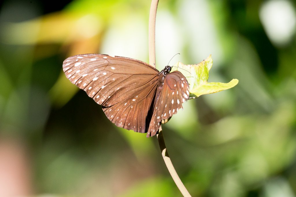 Butterfly (Euploea spp.)