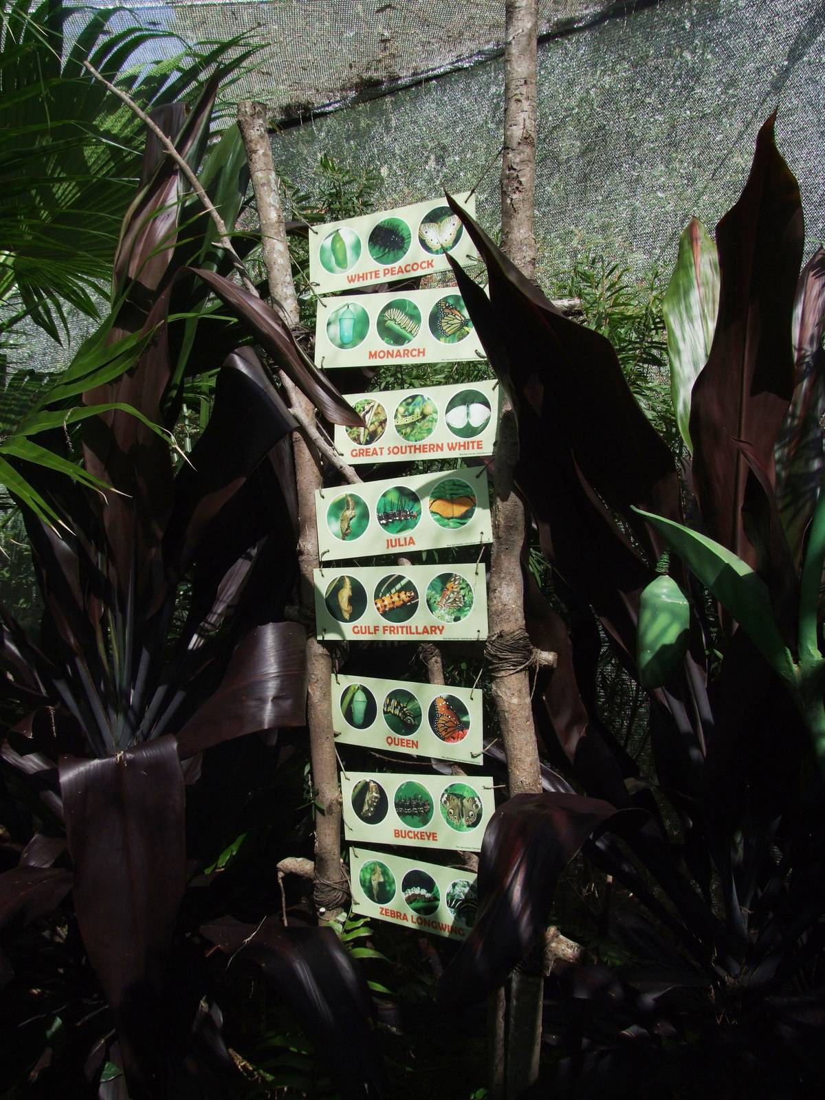 Butterfly Exhibit at Jacksonville, 10/10/13