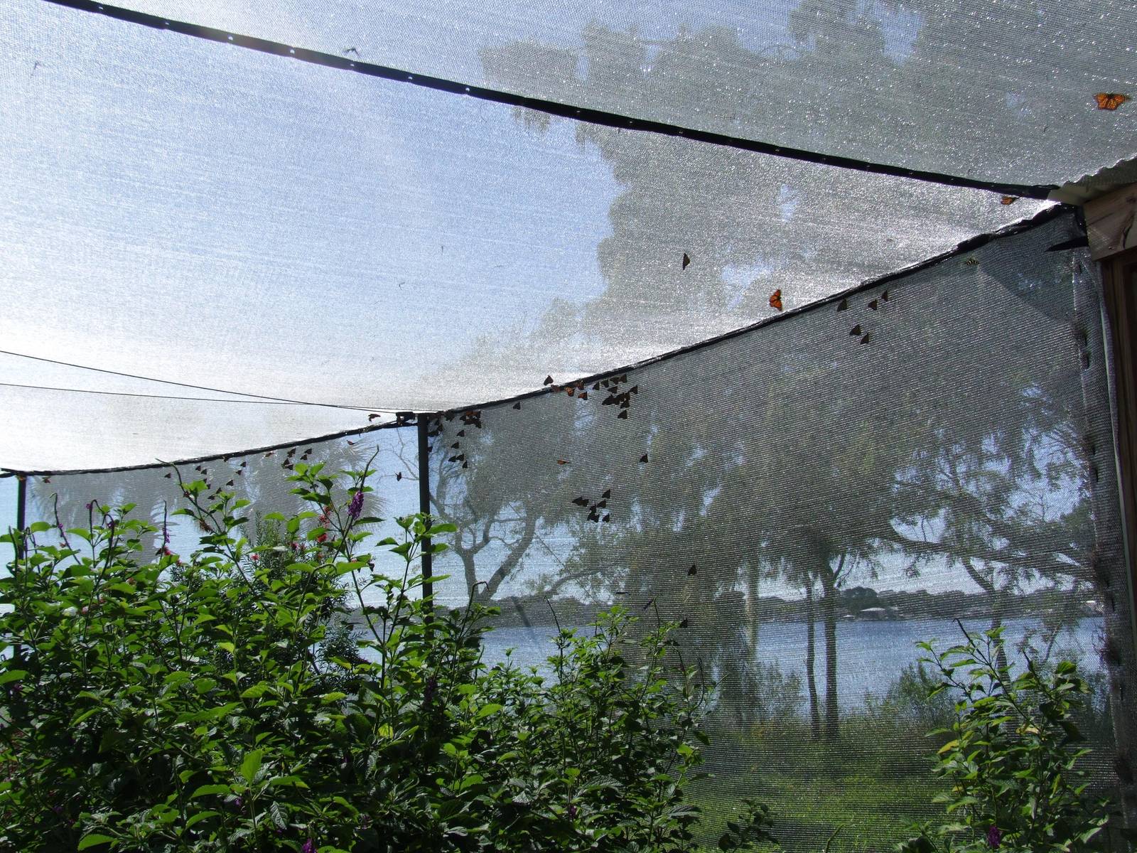 Butterfly Exhibit at Jacksonville, 10/10/13