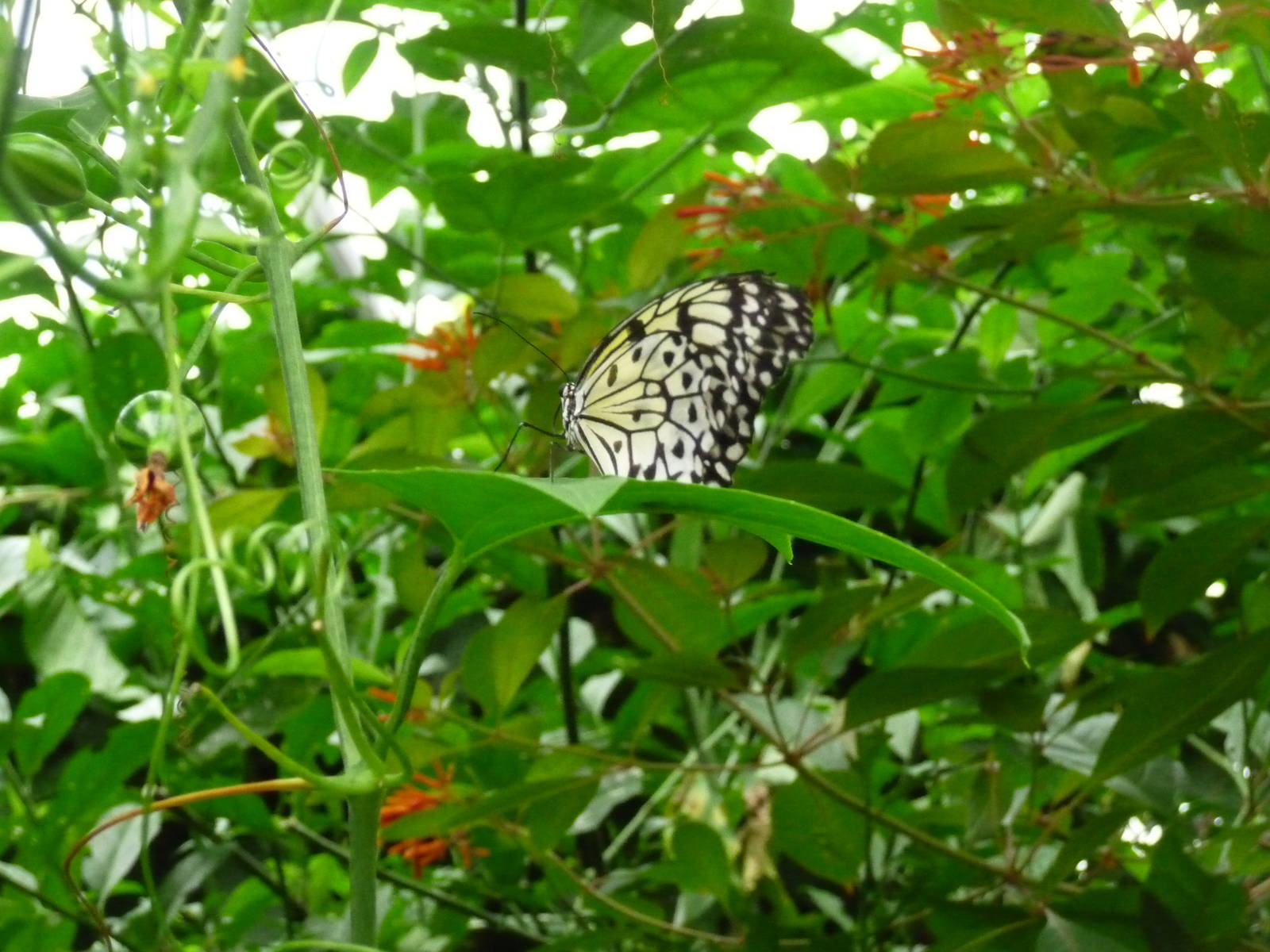 butterfly exhibit london zoo