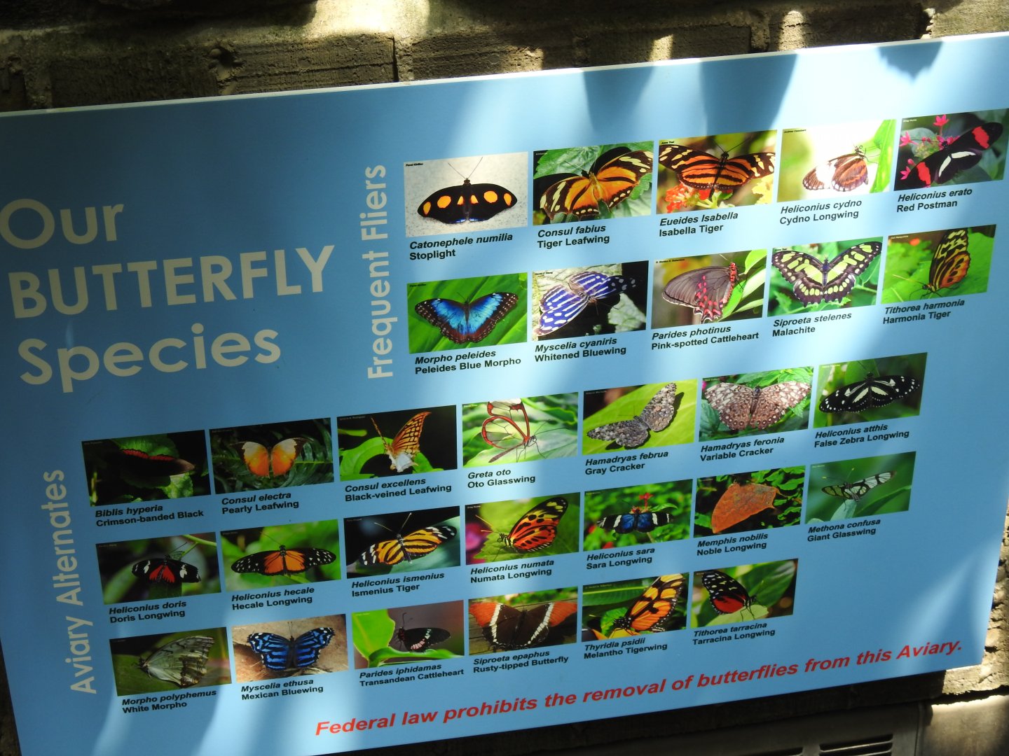 Butterfly exhibit species list