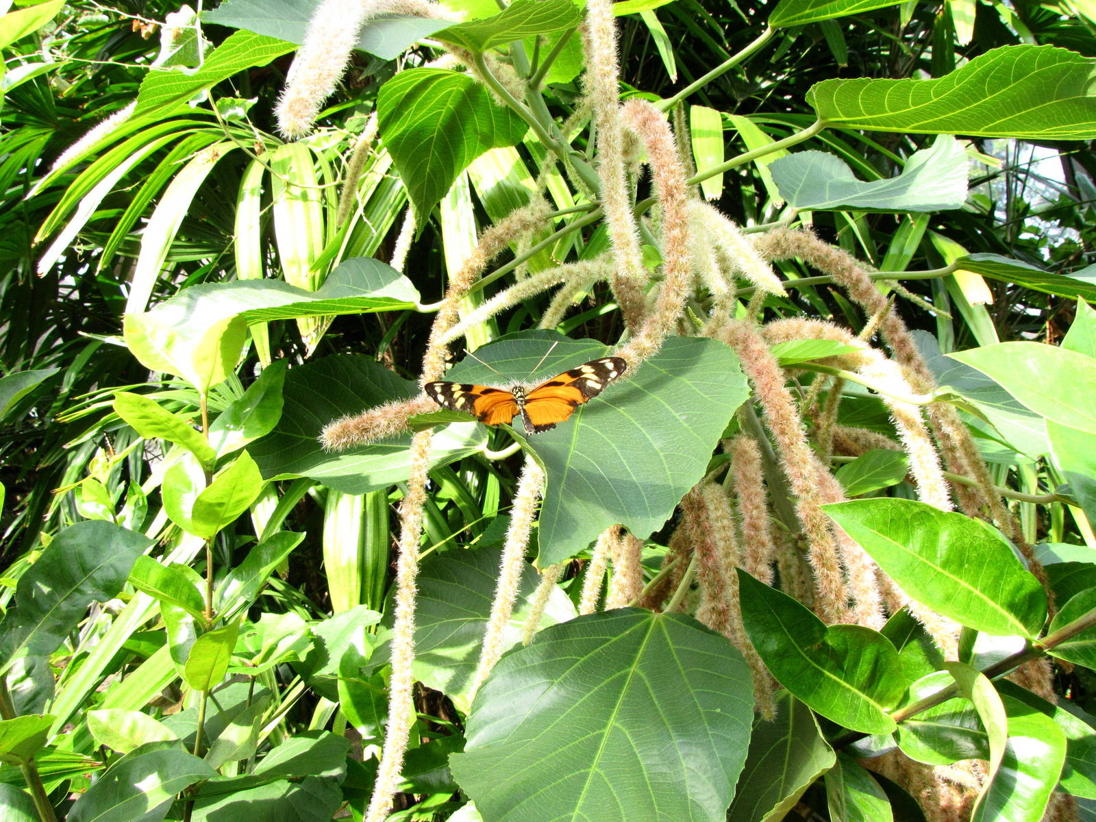 Butterfly Exhibit