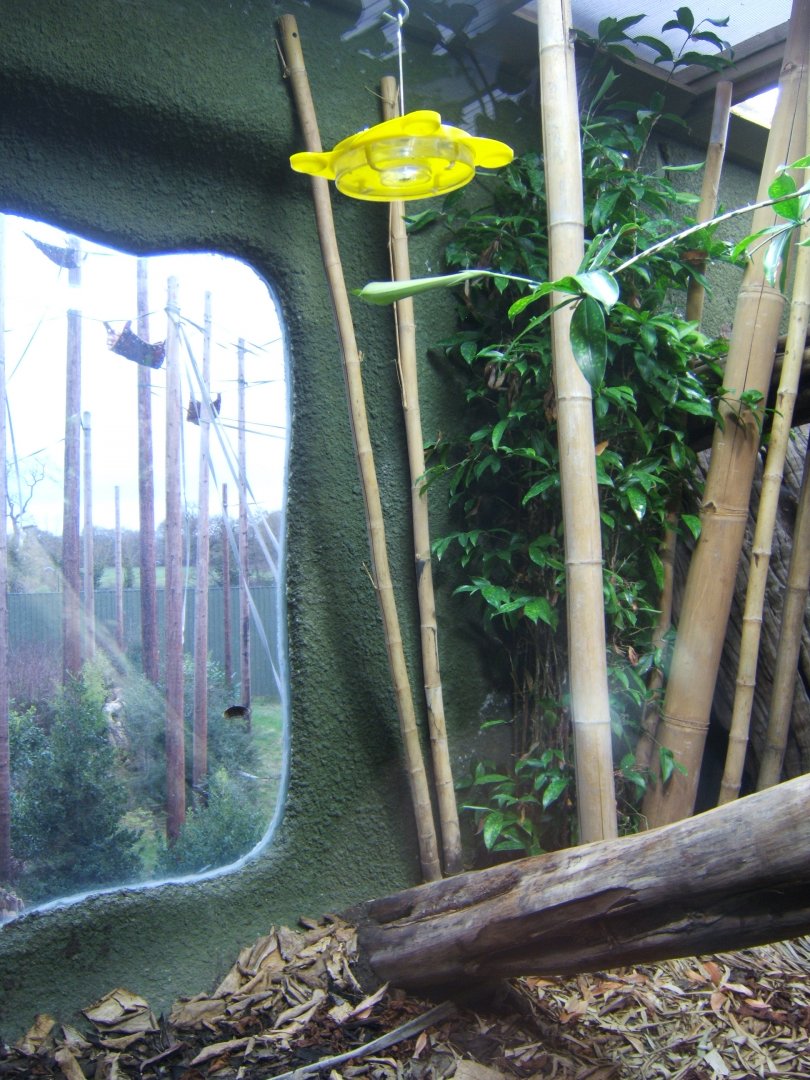 Butterfly feeder in Retic exhibut