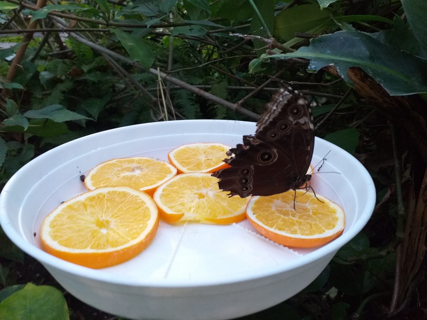 Butterfly feeder -Parque de las Ciencias (2019)