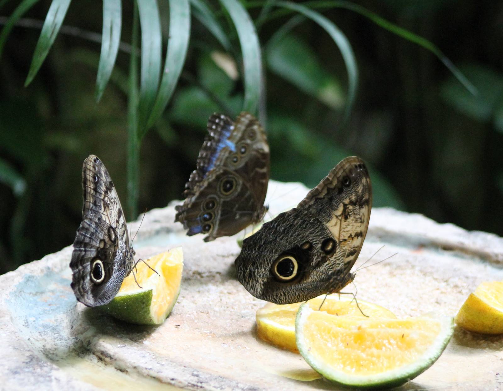 Butterfly feeding place