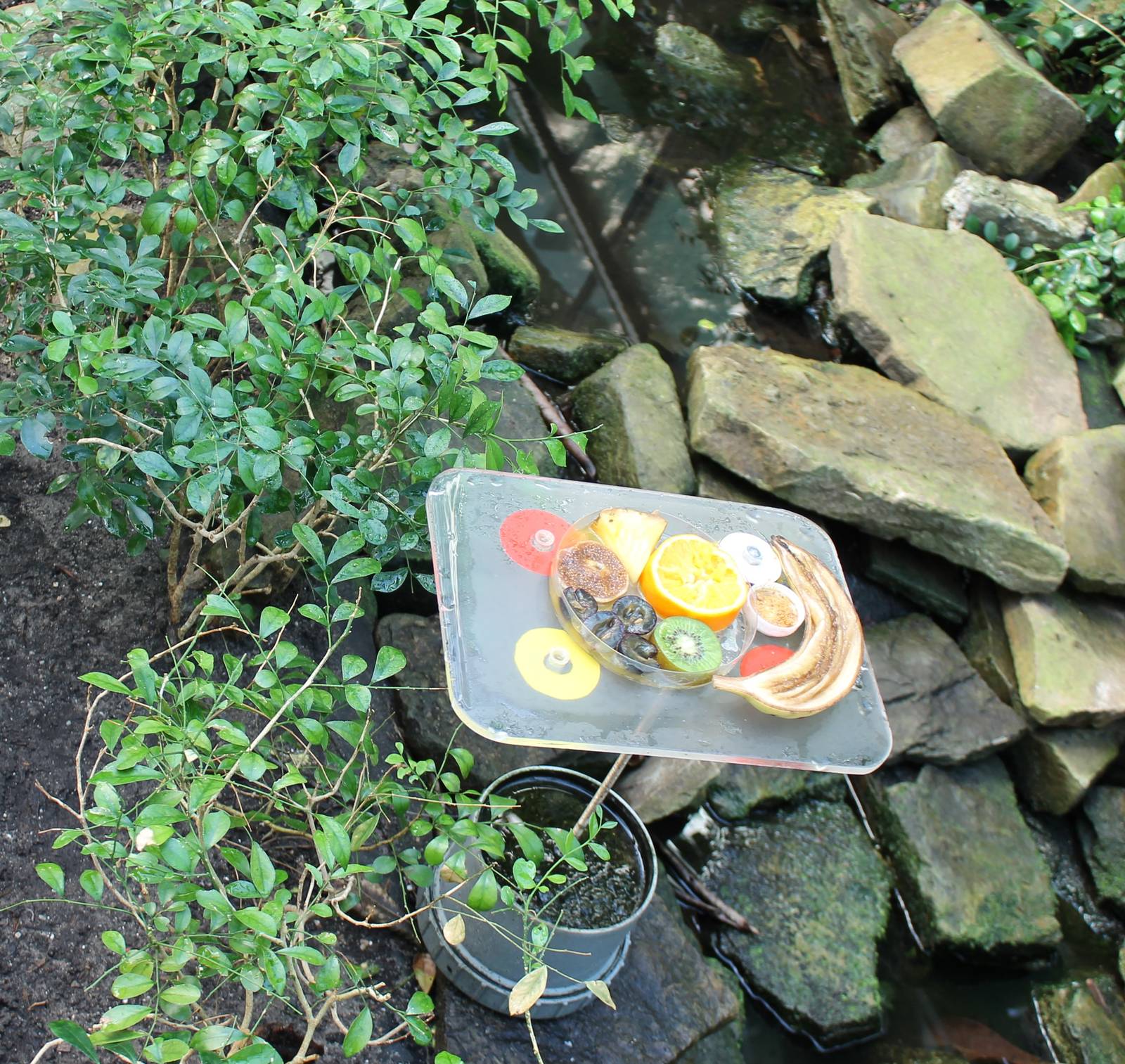 Butterfly feeding place