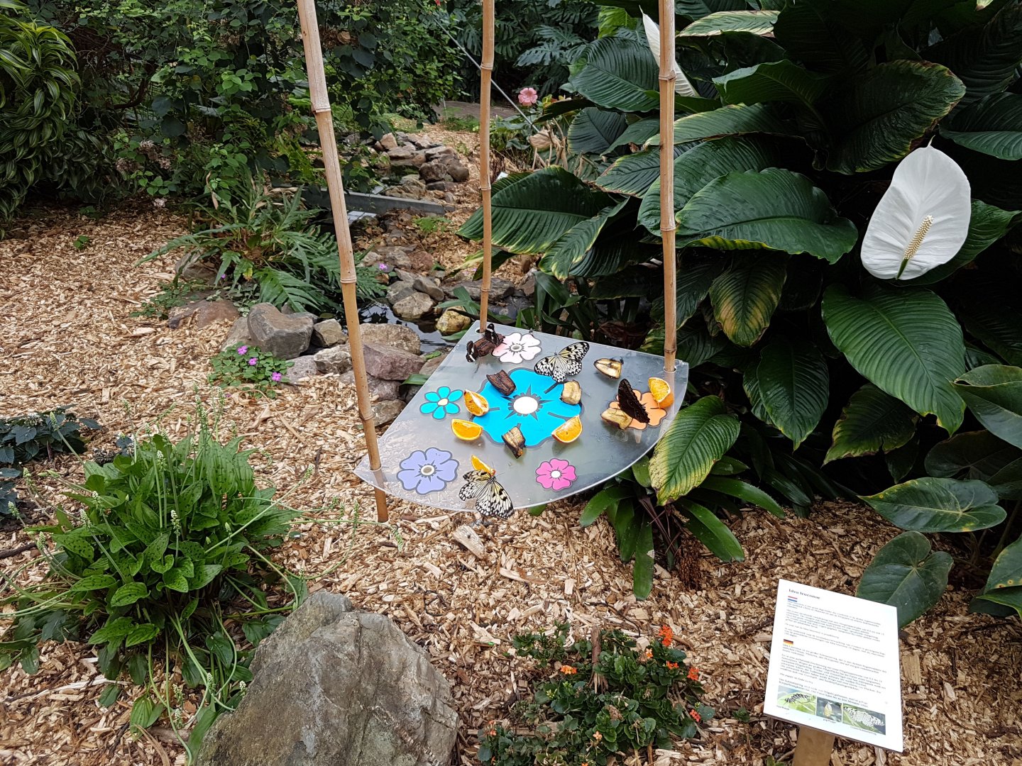 Butterfly-feeding-place