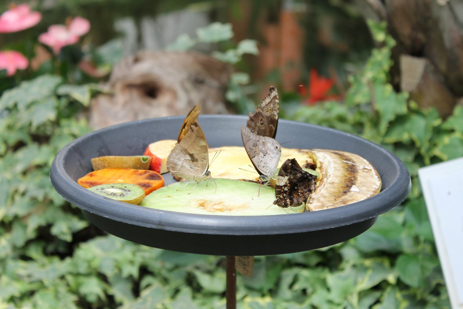 Butterfly-feeding-place