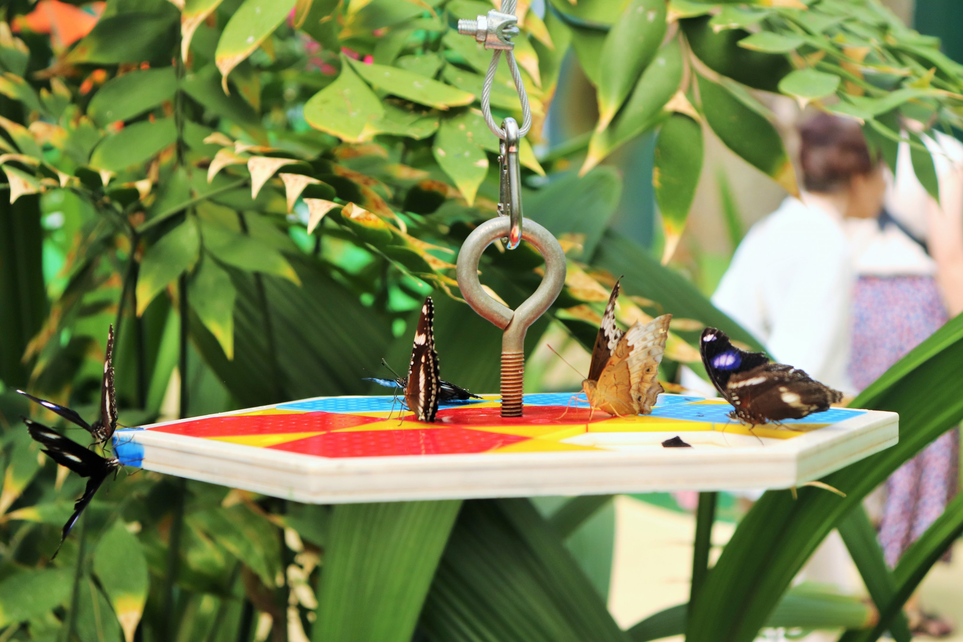 Butterfly Feeding Platform