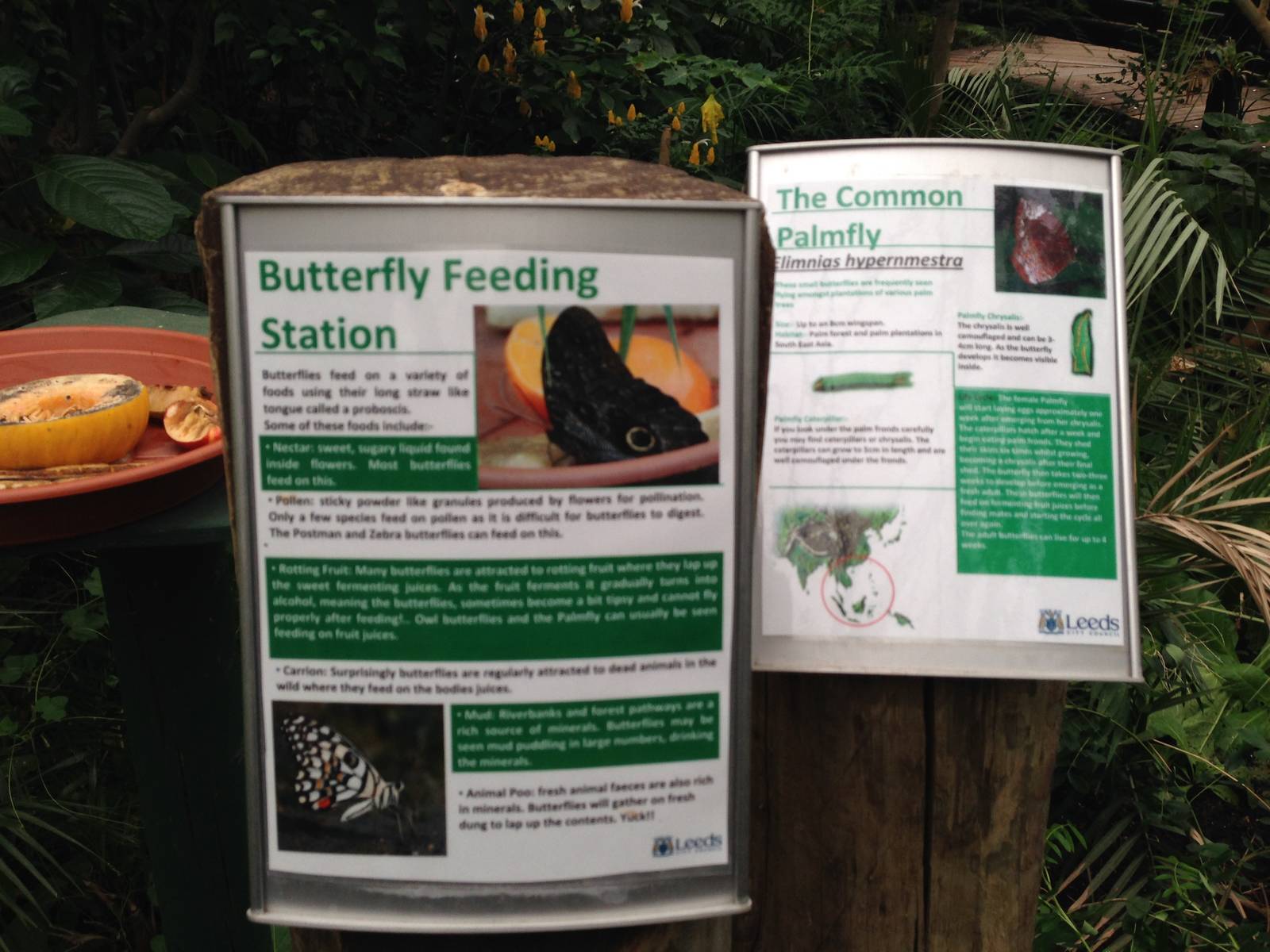 Butterfly Feeding Station at Tropical World - 02/10/2013