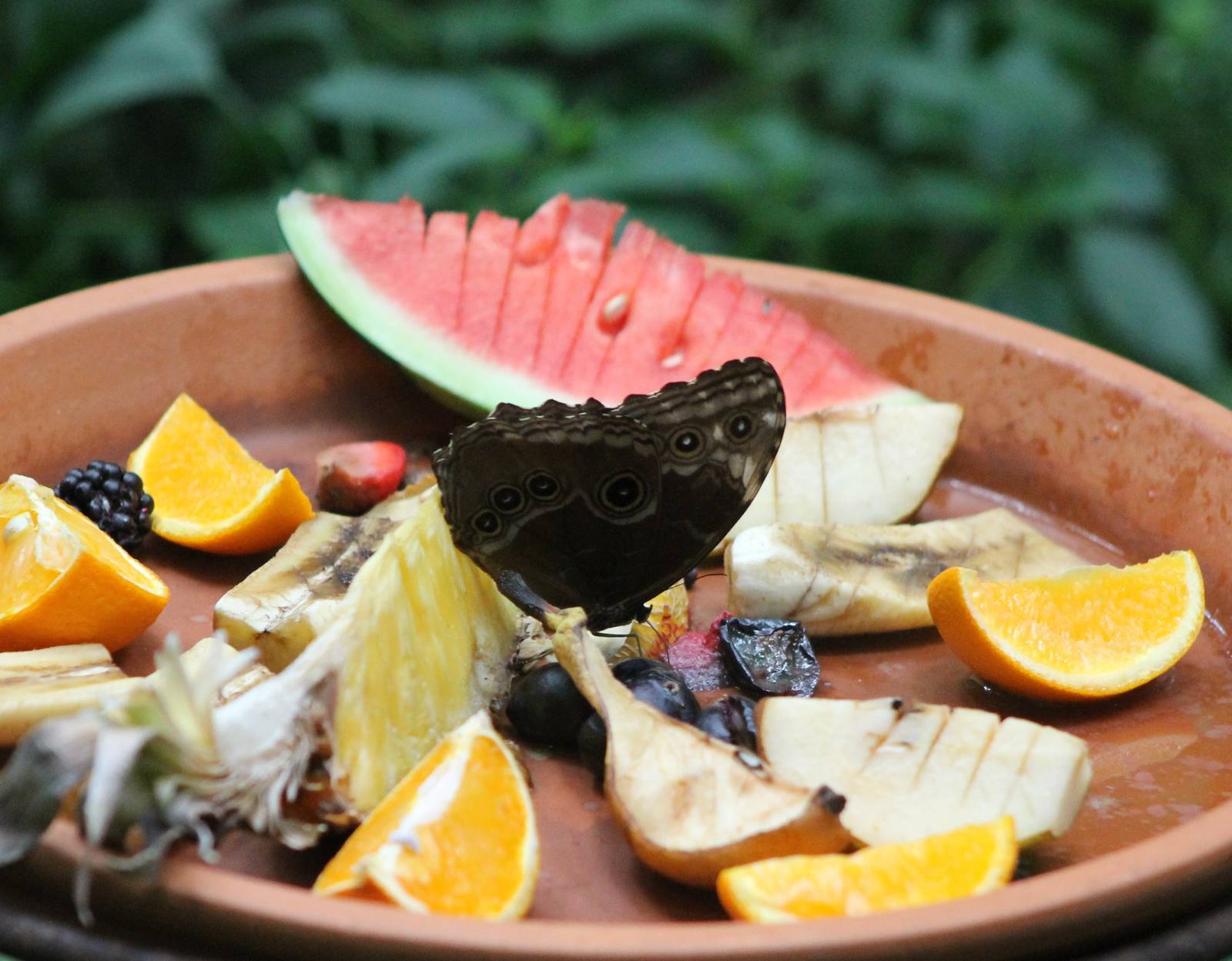 Butterfly feeding-station