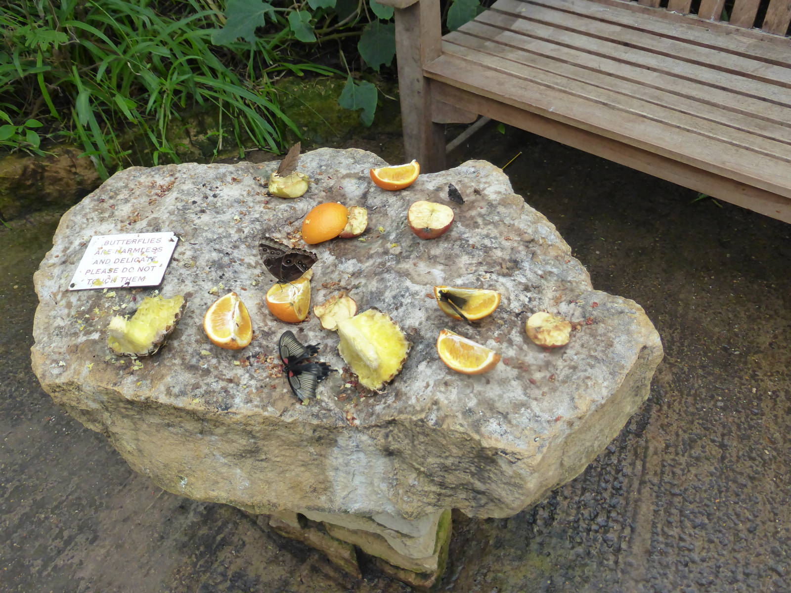 Butterfly feeding station .