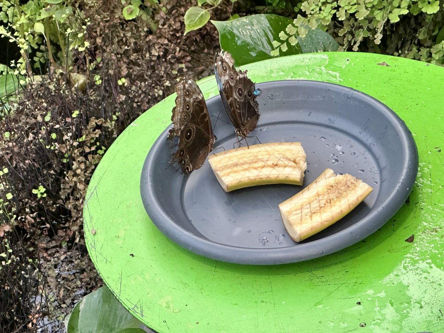 Butterfly Feeding Station