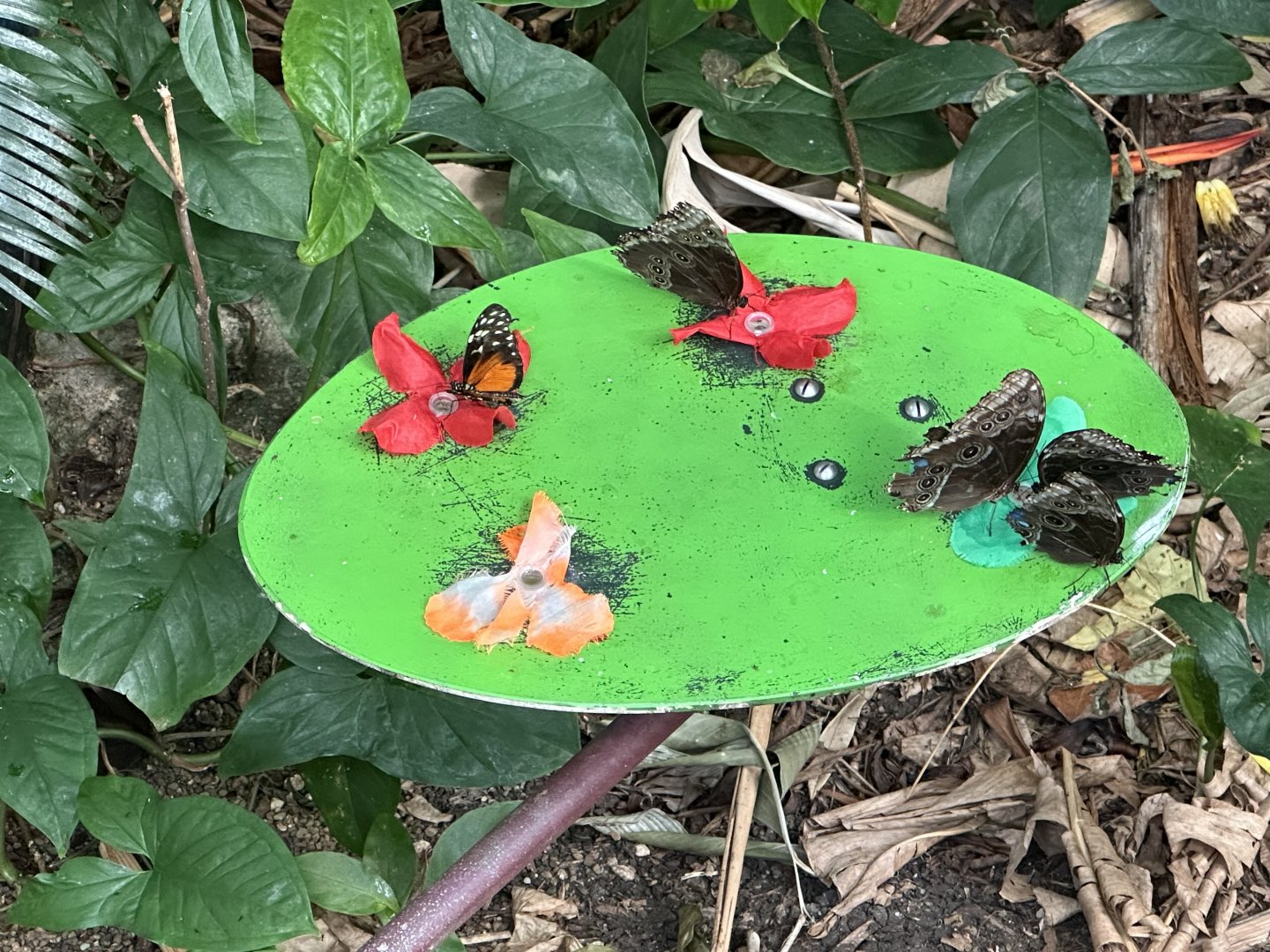 Butterfly Feeding Station
