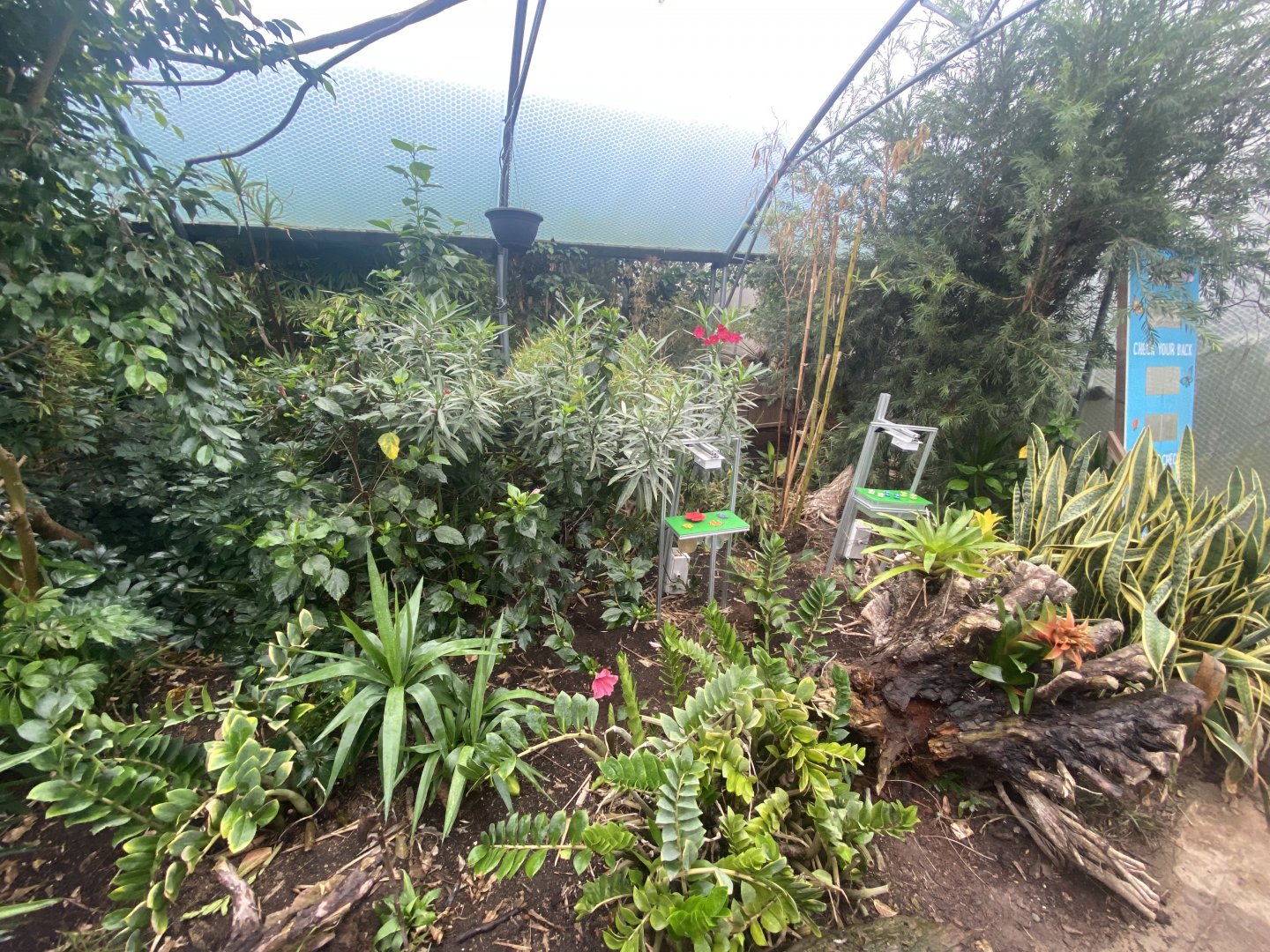 Butterfly feeding stations