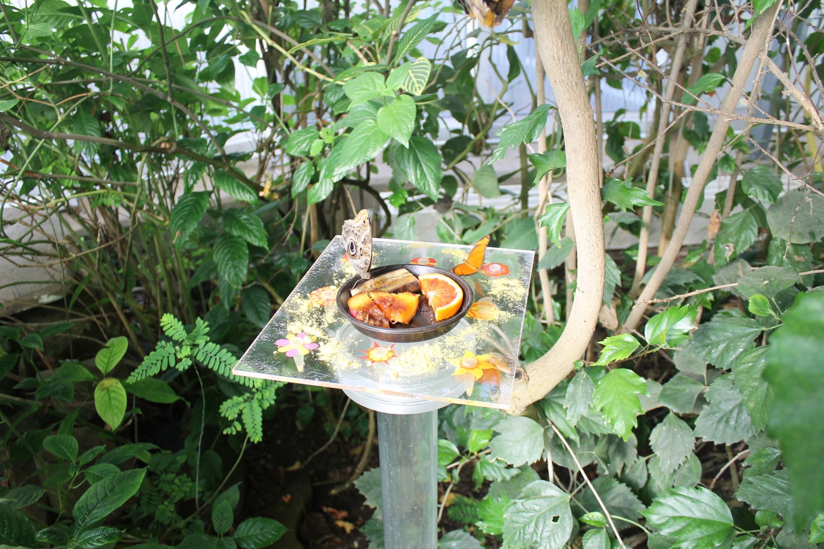 Butterfly-feeding-table